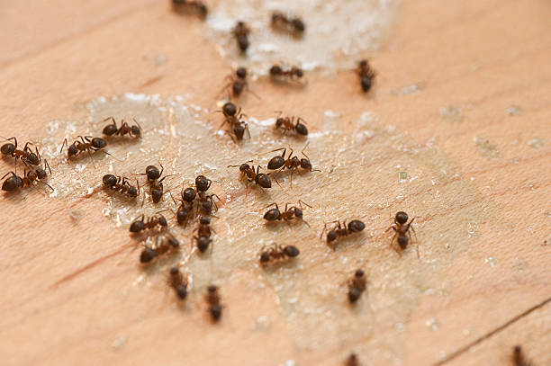 Best Wildlife Control Services  in Greenbrier, TN